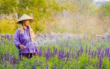 Cánh đồng hoa ngoại tím biếc giữa lòng Hà Nội